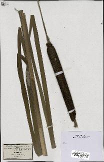 spécimen de Typha latifolia