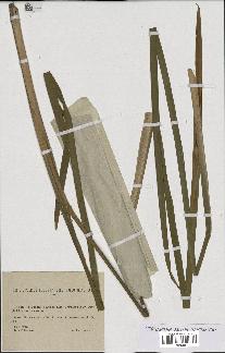 spécimen de Typha latifolia x shuttlevorthii