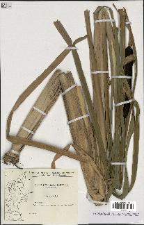 spécimen de Typha latifolia