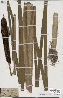 spécimen de Typha latifolia