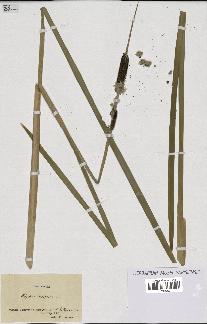 spécimen de Typha latifolia