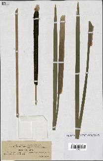 spécimen de Typha latifolia