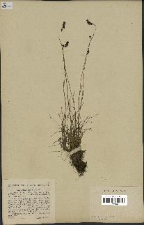 spécimen de Luzula spicata
