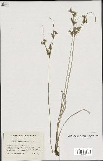 spécimen de Juncus acutiflorus