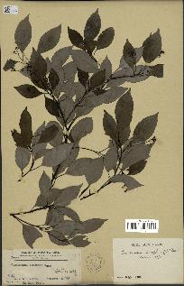 spécimen de Cinnamomum camphora