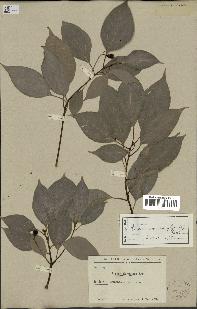 spécimen de Cinnamomum camphora