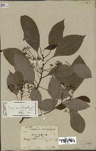 spécimen de Cinnamomum camphora