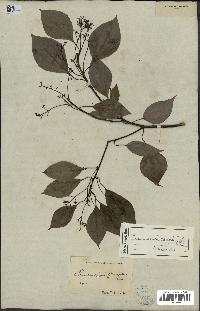 spécimen de Cinnamomum camphora