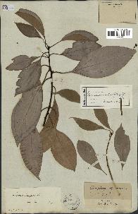 spécimen de Cinnamomum camphora