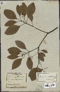 spécimen de Cinnamomum camphora