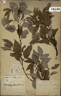 spécimen de Cinnamomum camphora