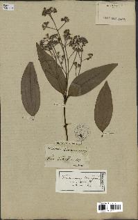 spécimen de Cinnamomum burmannii