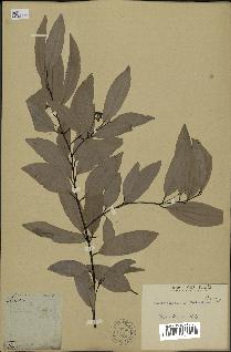 spécimen de Cinnamomum burmannii
