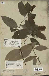 spécimen de Cinnamomum burmannii