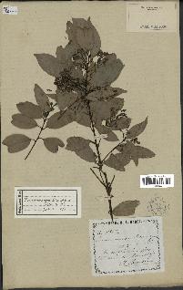 spécimen de Cinnamomum burmannii