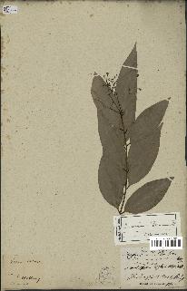 spécimen de Cinnamomum burmannii