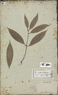 spécimen de Cinnamomum burmannii