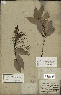 spécimen de Cinnamomum burmannii