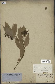 spécimen de Cinnamomum burmannii