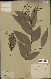 spécimen de Cinnamomum burmannii