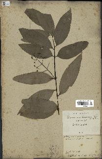spécimen de Cinnamomum burmannii