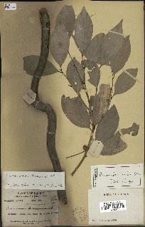 spécimen de Cinnamomum burmannii