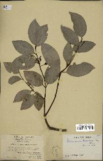 spécimen de Cinnamomum burmannii