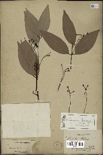 spécimen de Cinnamomum burmannii