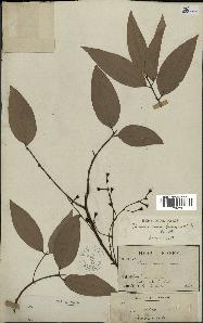 spécimen de Cinnamomum burmannii