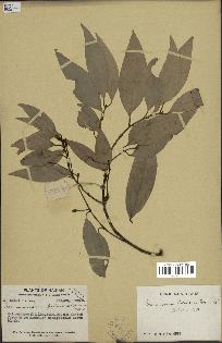 spécimen de Cinnamomum burmannii