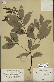 spécimen de Cinnamomum burmannii