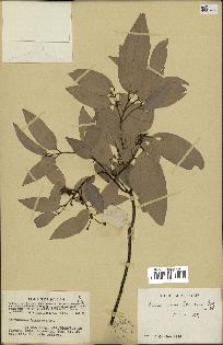 spécimen de Cinnamomum burmannii