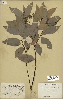 spécimen de Cinnamomum burmannii