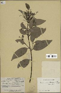 spécimen de Cinnamomum burmannii