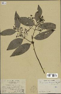 spécimen de Cinnamomum burmannii