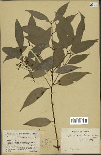 spécimen de Cinnamomum burmannii
