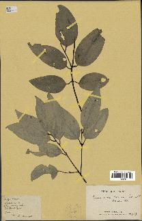spécimen de Cinnamomum burmannii