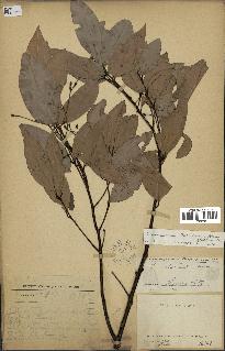 spécimen de Cinnamomum burmannii