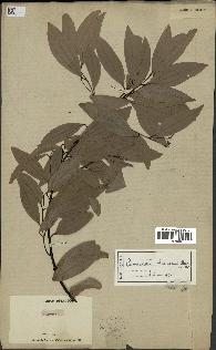 spécimen de Cinnamomum burmannii