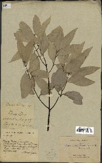 spécimen de Cinnamomum burmannii