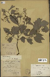 spécimen de Cinnamomum burmannii