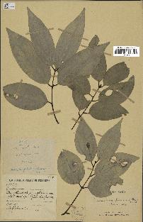 spécimen de Cinnamomum burmannii