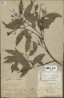 spécimen de Cinnamomum burmannii