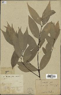 spécimen de Cinnamomum burmannii