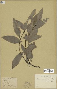 spécimen de Cinnamomum burmannii