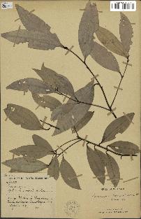 spécimen de Cinnamomum burmannii