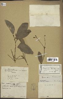 spécimen de Cinnamomum burmannii