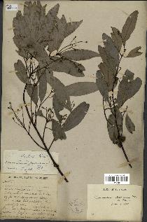 spécimen de Cinnamomum burmannii