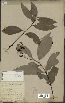 spécimen de Cinnamomum burmannii