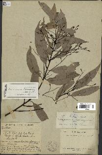 spécimen de Cinnamomum burmannii